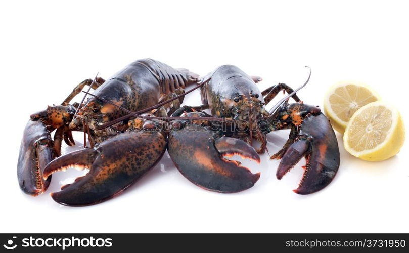 alive lobsters in front of white background