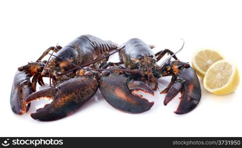 alive lobsters in front of white background