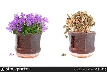 Alive purple flowers and dried dead floers in brown vintage pot