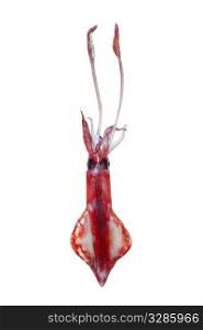 alive squid seafood isolated on white background