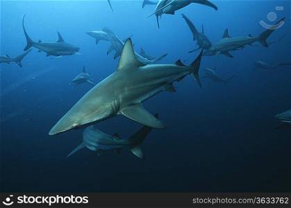 Aliwal Shoal, Indian Ocean, South Africa, blacktip sharks (Carcharhinus limbatus) swimming in ocean