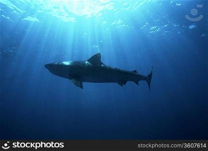 Aliwal Shoal, Indian Ocean, South Africa, dusky shark (Carcharhinus obscurus), low angle view
