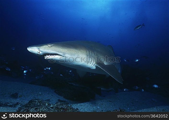 Aliwal Shoal, Indian Ocean, South Africa, sand tiger shark (Carcharias taurus)