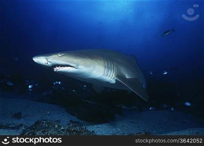 Aliwal Shoal, Indian Ocean, South Africa, sand tiger shark (Carcharias taurus)