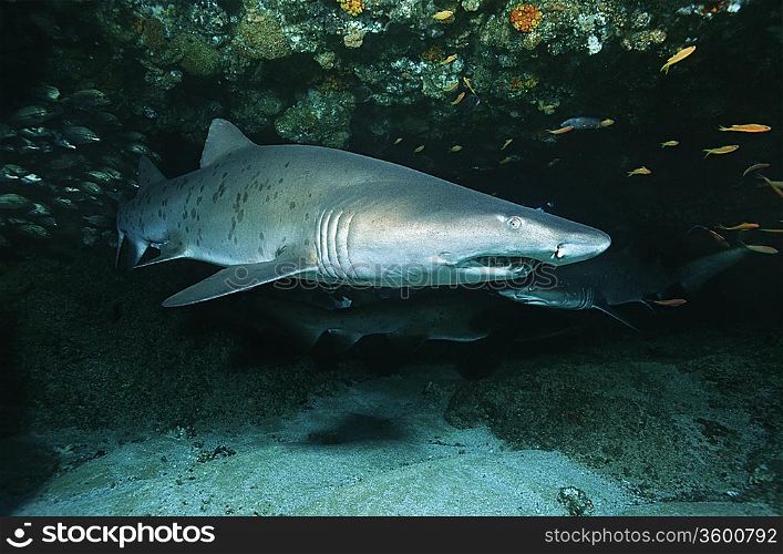 Aliwal Shoal, Indian Ocean, South Africa, Sand tiger shark (Carcharias taurus) in cave