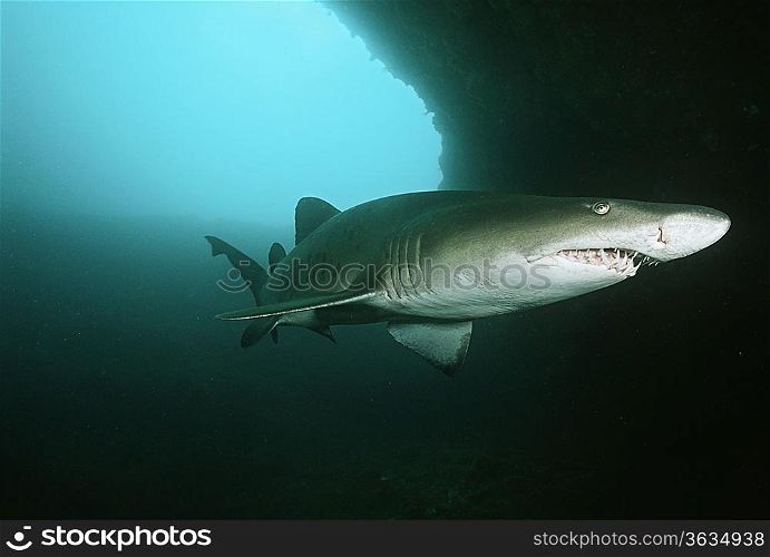 Aliwal Shoal, Indian Ocean, South Africa, sand tiger shark (Carcharias taurus) in underwater cave