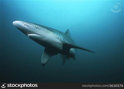 Aliwal Shoal, Indian Ocean, South Africa, tiger shark (Galeocerdo cuvieri) swimming in ocean