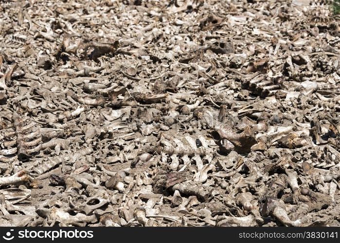 all dead animal bones food for the vultures and marabous