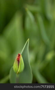 all green, tulips before bloom, background out of focus, nicely blurred