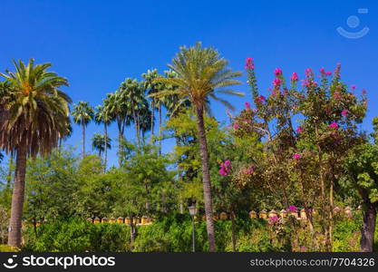 all trees in the gardens of the Real Alcazar of Seville