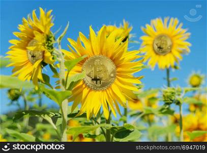 Allegory of the farm for growing bitcoin of the new digital world crypto currency: bitcoin grows like a sunflower in a field