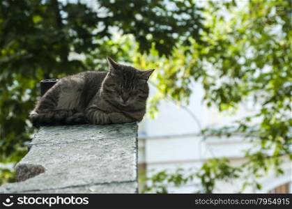 Alley cat sleeping on city stone staircase parapet