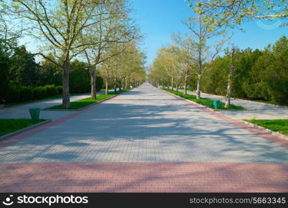 Alley in the green sunny park with grass and trees