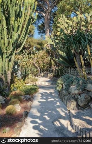 Alley in the park cacti