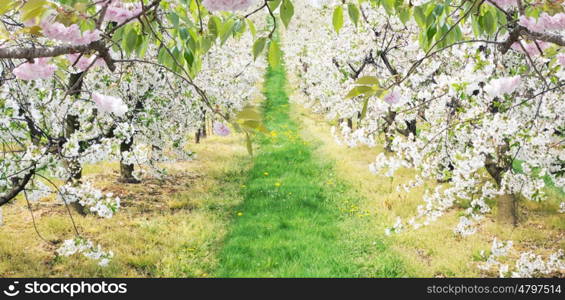 Alley of fresh dandelions in the apple orchard