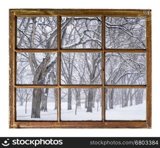 Alley of old elm trees in a snow blizzard as seen through vintage, grunge, sash window with dirty glass