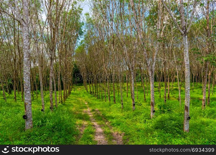 Alley of rubber trees on a plantation in Krabi, Thailand