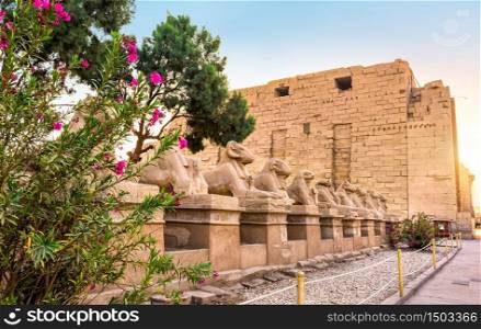 Alley of sphinxes in Karnak Temple near flowers at sunrise