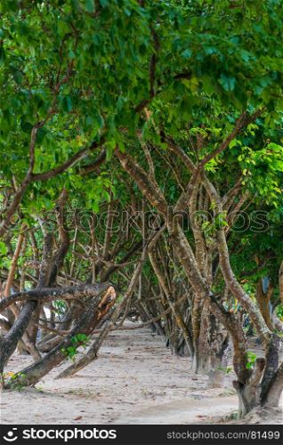 alley of tropical trees on a sandy beach in Thailand
