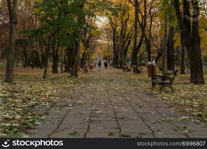 Alley on a park covered with leaves. Autumn scene.