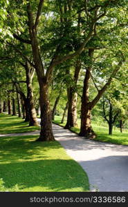 Alley plane trees on flower island of Mainau