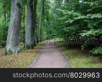 Alley with old lime trees in park of the village Trigorskoye, Pushkinskiye Gory Reserve, Russia