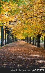 Alley with trees on autumn day