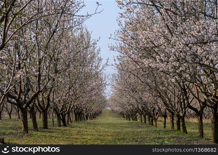 Alleys of blooming almond tree branches with pink flowers at the garden during springtime in Moldova, Eastern Europe. Alleys of blooming almond trees with pink flowers during springtime