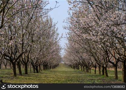 Alleys of blooming almond tree branches with pink flowers at the garden during springtime in Moldova, Eastern Europe. Alleys of blooming almond trees with pink flowers during springtime