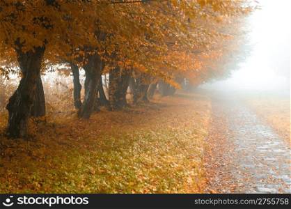 alleyway in foggy park. Autumn, rainy weather