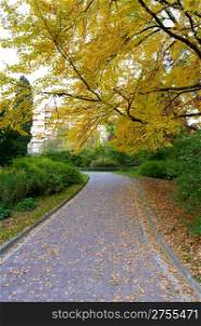 alleyway with paved road to autumn park. The Lvov park