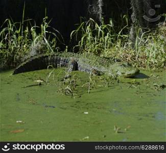 Alligator Basking In Florida Wetlands