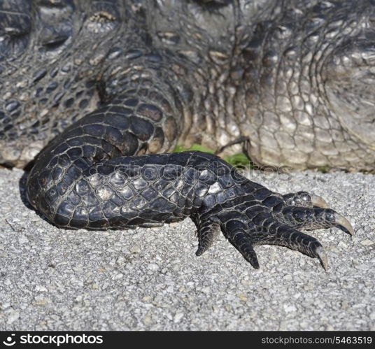 Alligator Claw,Close Up Shot