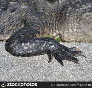 Alligator Claw,Close Up Shot