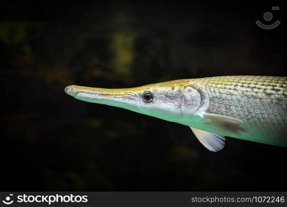 Alligator gar fish swimming in the fish tank underwater aquarium / Atractosteus spatula
