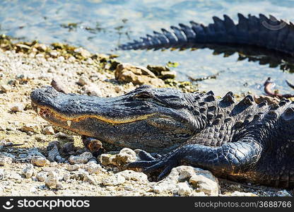 Alligator in Florida