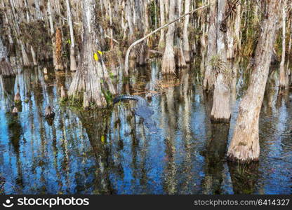 Alligator in Florida