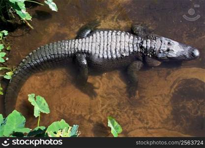 Alligator laying in a lake, brown water.