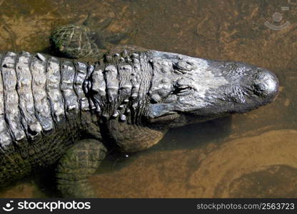 Alligator laying in a lake, head and claws.