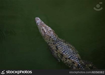 Alligator swimming in water, top view