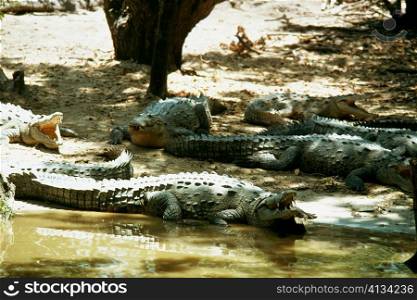 Alligators are sun bathing on an Alligator Farm, Jamaica