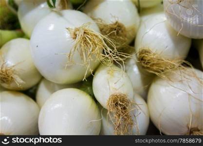 Allium cepa background with onions