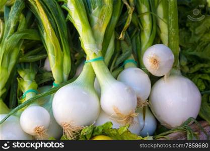 Allium cepa stems and onions brought the field