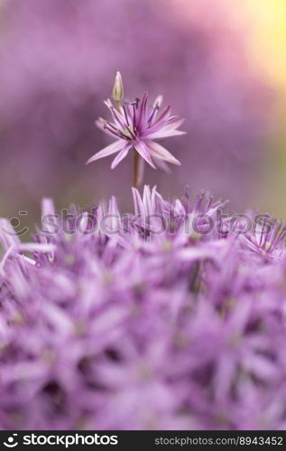 allium flower plant ball leek