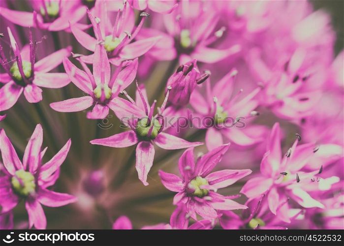 Allium Flowers Close Up