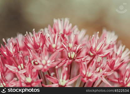 Allium Flowers Close Up