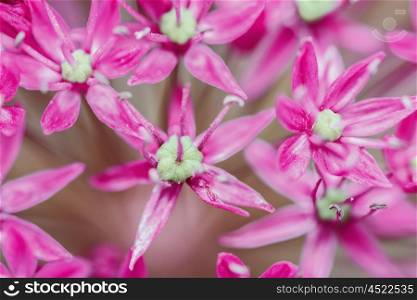 Allium Flowers Close Up