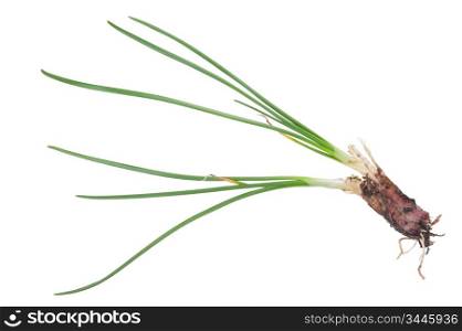 Allium rubens. Onion