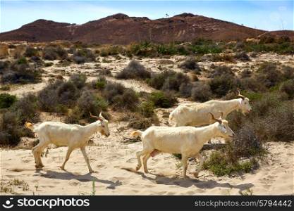Almeria Goats in Playa de los Genoveses at Cabo de Gata Spain