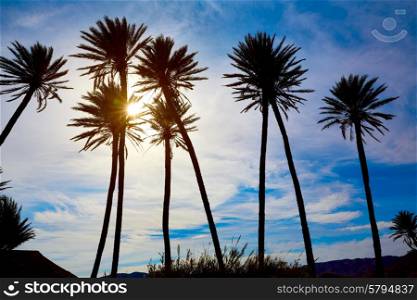 Almeria in Cabo palm trees in Rodalquilar beach at Mediterranean Spain